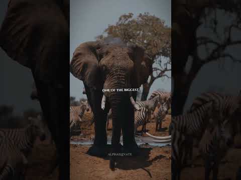 Mentality🔥 #discipline #motivation #success #successmindset #inspiration #life #motivationalquotes